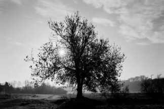 New River Tree Near Ware